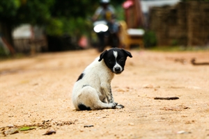 Everything a traveller should know about rabies